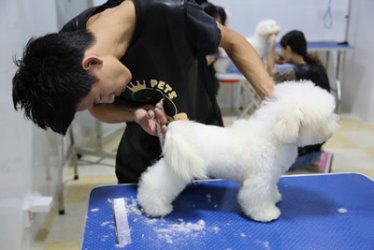北京宠物美容特色课程